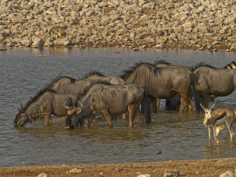 Okaukuejo, Gnu